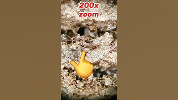 Maximum zoom _ biscuit#macro #amazing #asmr #closeup #shorts