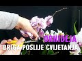 ORHIDEJA - Što kad padnu cvjetovi - PRIPREMA NA NOVU SEZONU CVATNJE - Za početnike
