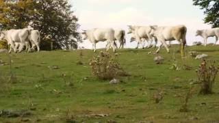 Mucche Chianine In Transumanza, Italy Chianina Transhumance, Monti Della Duchessa