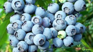 Expert Advice For Growing Blueberries