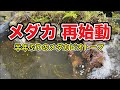 メダカ再始動！半年ぶりのメダカのビオトープ