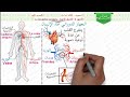 درس الدوران الدموي مستوى الثالثة إعدادي الجزء الأول| La circulation sanguine 3AC SVT