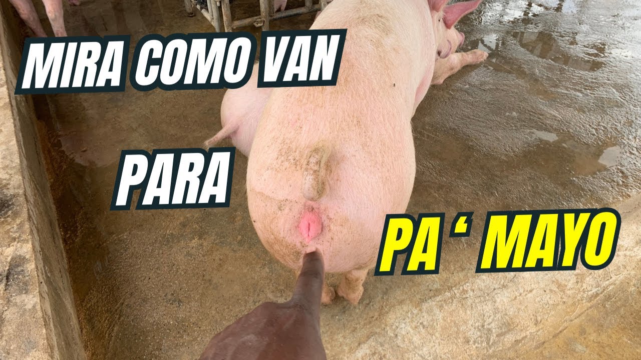 Mira como van #cerdos #granja #puerco 
