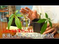 [無料ダウンロード！ √] パキラ 挿し木 水挿し 237957-パキラ 挿し木 水挿し
