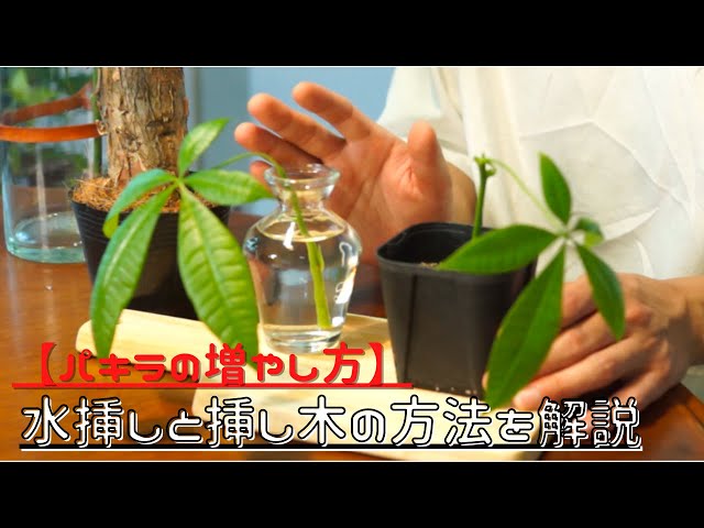 実演】パキラの増やし方を解説！【水挿しと挿し木】 - YouTube