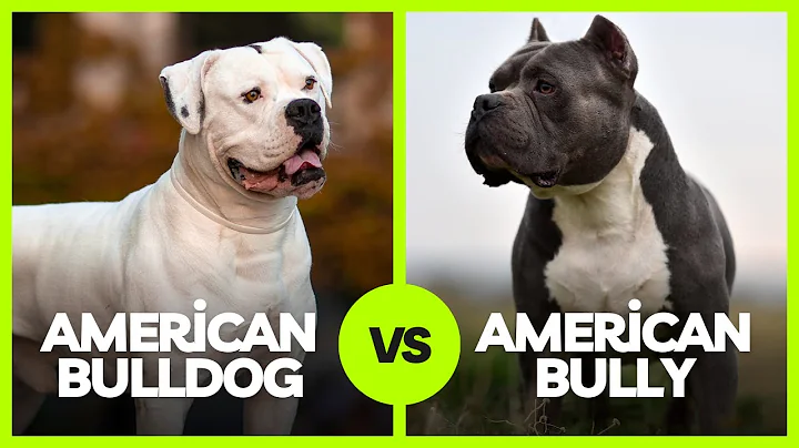 American Bulldog vs American Bully: What’s the Difference?