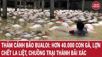 Thảm cảnh bão Buloi: Hơn 40.000 con gà, lợn chết la liệt, chuồng trại thành bãi xác