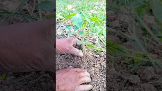 Tomato Seedling Planting Method