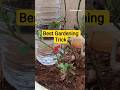 Homemade Drip Irrigation Trick | Automatic Plant Watering System #howto #gardeningtips #tips #tricks