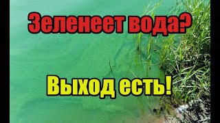 Цветет вода в пруде? Смотри проверенный способ! Гашеная известь как профилактика  для дачного пруда!