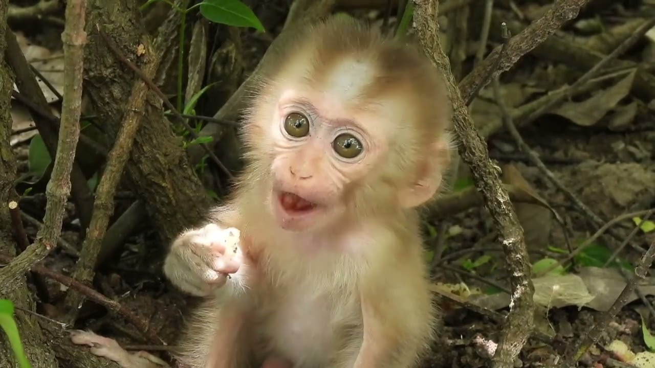 The new poor monkey's name is Greek. He is a poor but very cute monkey.