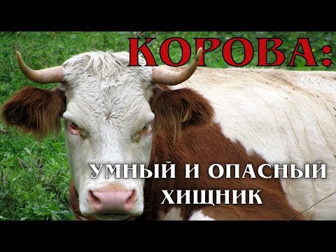 Видео: Коровы с кулаками - святые животного мира - Исцеление больных коров здоровыми коровами