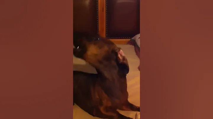 Funny dog