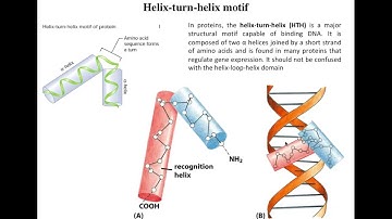 Lecture 4 Helix turn Helix motifs