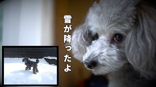 🐶犬とボクの雪の思い出。【トイプードルのグリィ】【犬】【dog】【toy poodle】