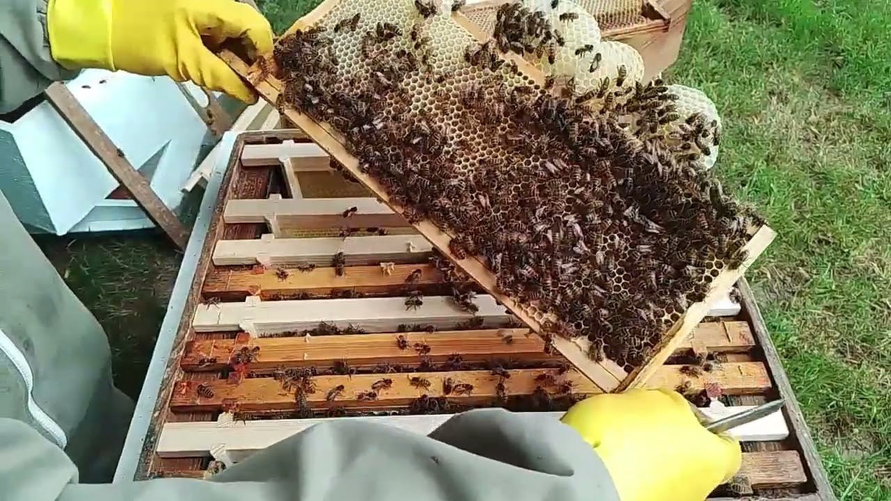 Swarm of Bees in a WBC hive