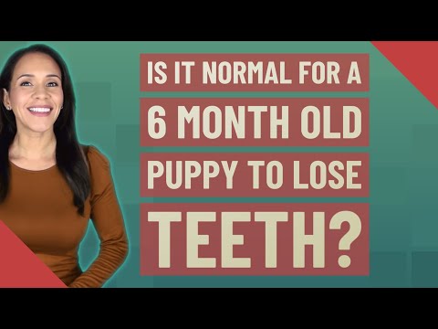 Is it normal for a 6 month old puppy to lose teeth?