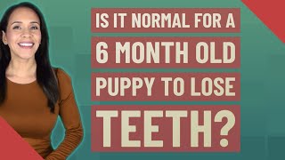 Is it normal for a 6 month old puppy to lose teeth? When Dogs Lose Their Milk Teeth