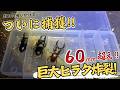【ついにデカヒラタ捕獲！】数日間クワガタ採集通ってデカいクワガタを捕った記録動画！