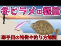 【冬ヒラメ】旬は冬！ヒラメをルアーで狙う、釣れたら家族大喜び！