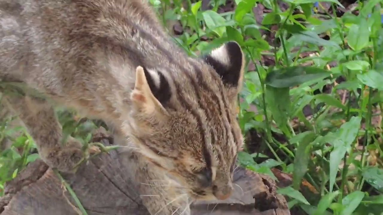 2025/09/12 ツシマヤマネコ（勇希）