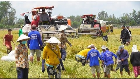 hai máy cắt lúa binh tóc độ cắt lúa ô em 18 đồng hè thu giá lúa 7400₫k tập 29maibangtv