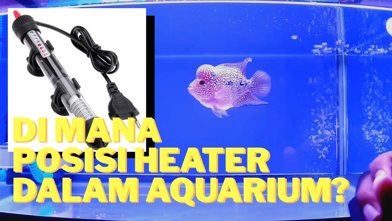 Penyebab Heater Aquarium Pecah, Ini Tips Menghindarinya