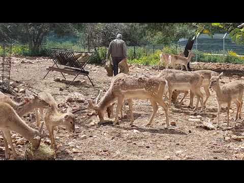 Feeding of Messopotamian fallow deers