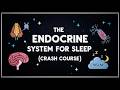 Endocrine System Anatomy and Physiology To Fall Asleep To