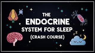 Endocrine System Anatomy and Physiology To Fall Asleep To