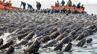 Waarom het doden van miljoenen Aziatische karpers wel eens een fout van 7 miljard dollar voor Ame...