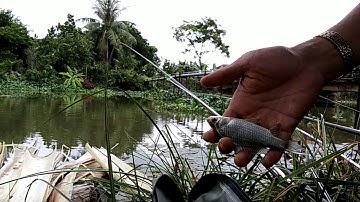 Đam mê câu cá sông tự nhiên [Passionate about natural river fishing]