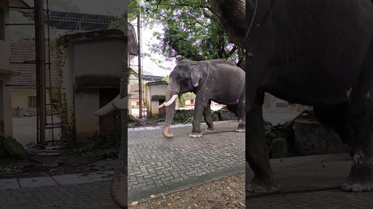 ആനയുടെ നോട്ടം അത്രയ്ക്ക് ശെരിയല്ലല്ലോ 😱😱#shortsfeed #shorts #viral #short #kerala #viralvideos