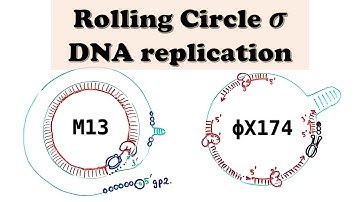 Rolling Circle DNA Replication and Amplification - Plasmids and Bacteriophages (M13 + PhiX174)