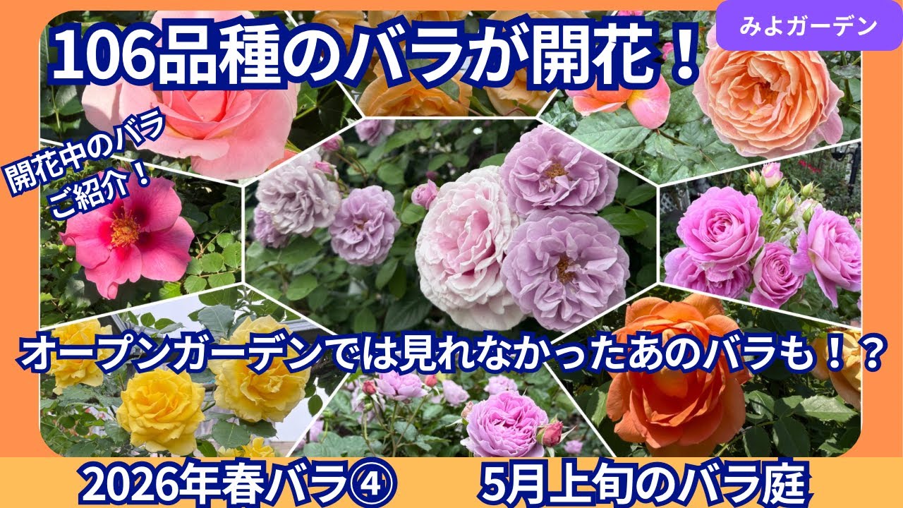 106品種のバラが開花！オープンガーデン前から薔薇の花畑でした