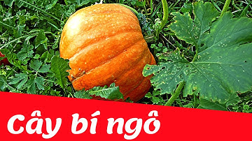 Dạy bé học nhận biết cây bí ngô | các loại cây ăn quả |  Dạy trẻ thông minh sớm