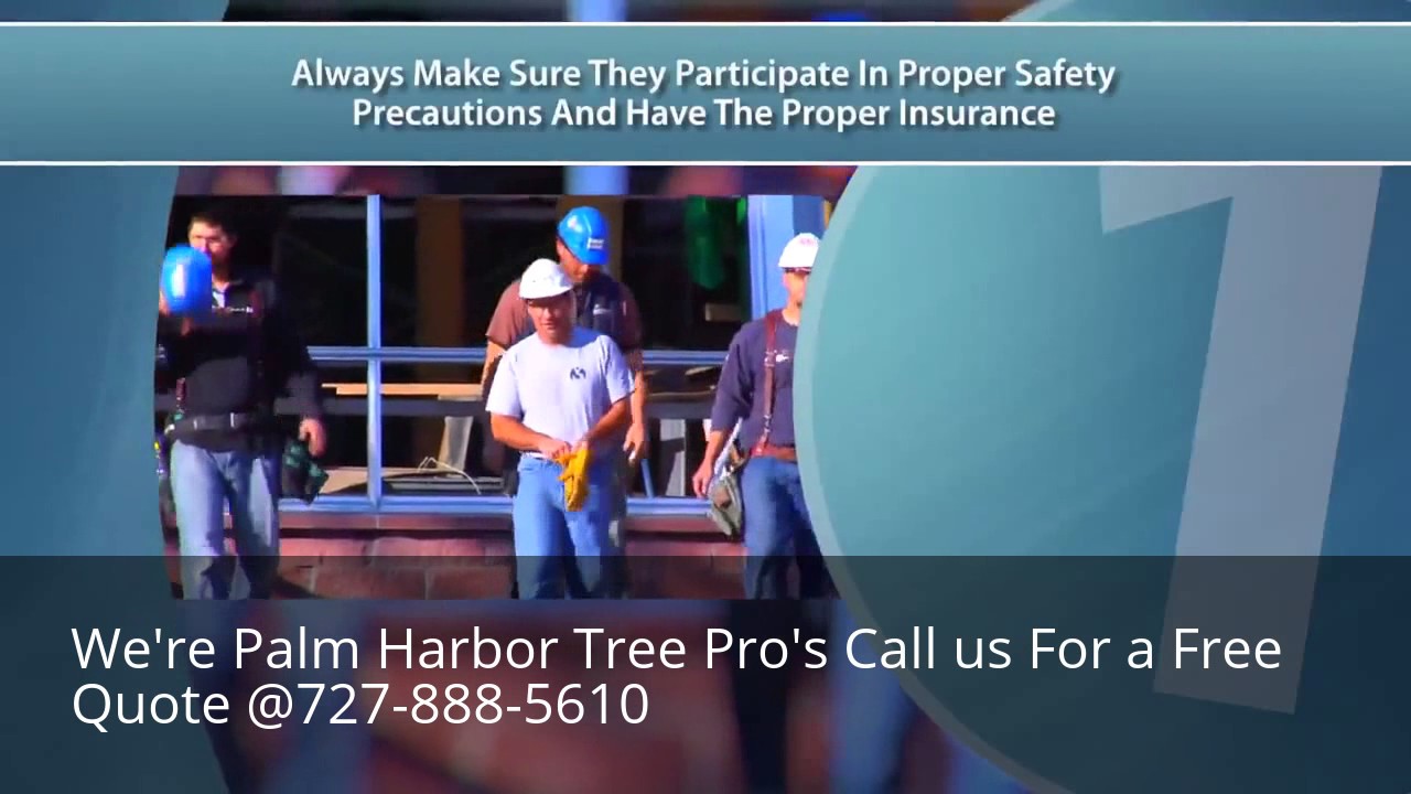 Palm Harbor Tree Service YouTube