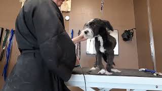 “You’re abusing that dog!” Dog grooming and proper restraint by Size Matters Dog Grooming 968 views 1 year ago 3 minutes, 28 seconds