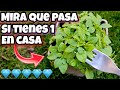 NO VUELVAS a TU CASA sin tener esta PLANTA! Usos y beneficios de la Albahaca | Cuidados