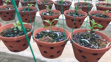 Cách kích phi điệp đẻ con khi thắt ngọn. Sơn cầm. 0974601300