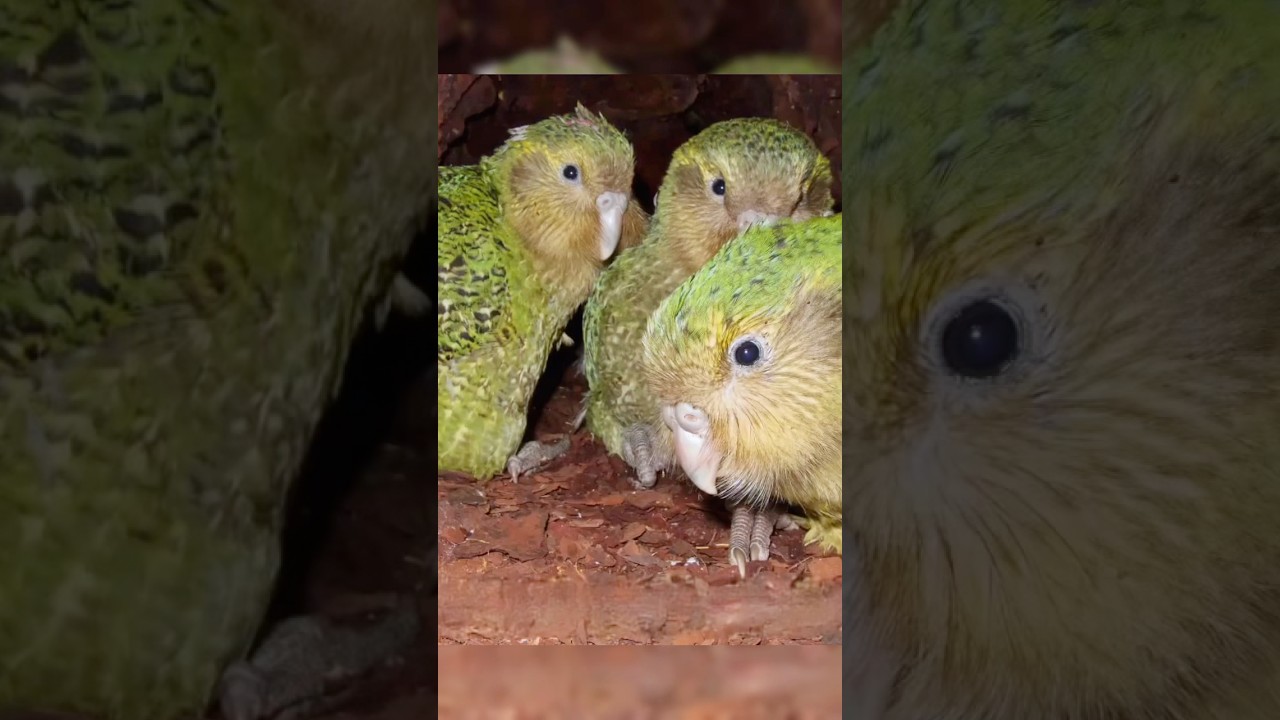 “Kakapo” 