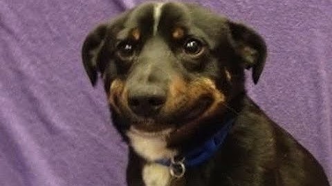 KHÔNG + 200 TAO LÀM CON CHÓ