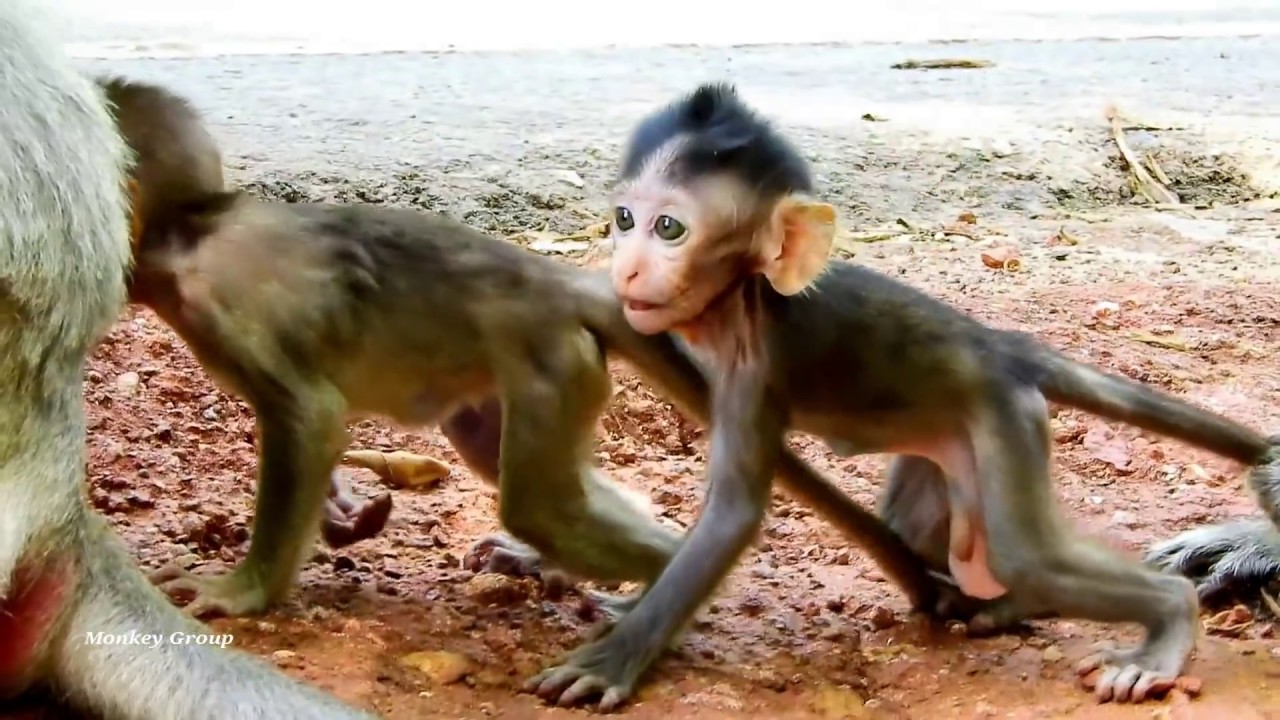 Amazing day baby monkey Lola is really happy with friends, Lola is under little boy Malo