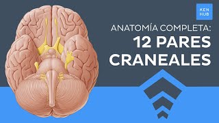 12 pares craneales: Orígenes, funciones, mnemotecnia  Anatomía Humana | Kenhub