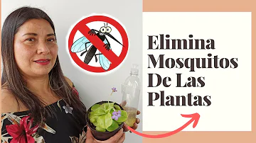 ¿La canela aleja a los mosquitos de las plantas?