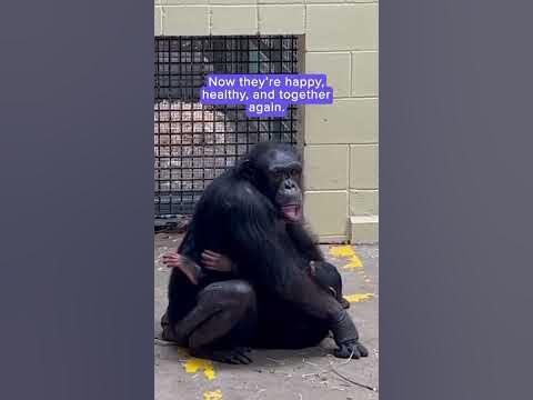 Mother chimp reunited with baby after a night apart | Humankind #shorts