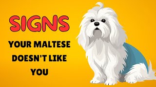 7 Signs Your Maltese Dog Doesn’t Love You (Even if You Think They Do)