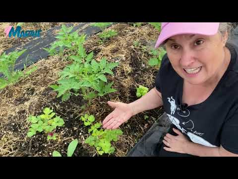 Vidéo: Qu'est-ce qu'un haricot horticole ? Comment faire pousser des haricots horticoles français