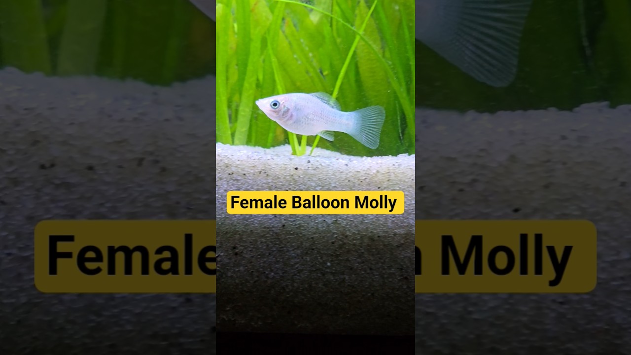 🐟Cute Female Balloon Molly 