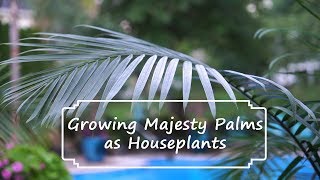 How to Grow Majesty Palms || Majesty Palm Care - Ravenea rivularis